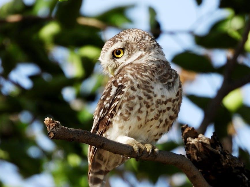 the owl and the pussycat pdf
